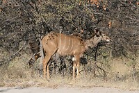 IMG_4411