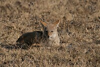 IMG_4448