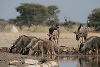 IMG_4472