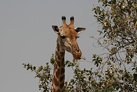 IMG_4806
