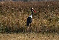 IMG_4834