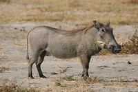 IMG_4849