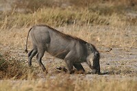 IMG_4852
