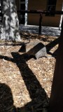 Quokka