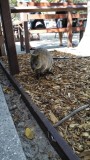 Quokka