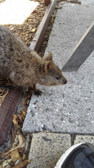 Quokka