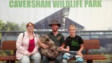 meet the wombat