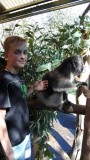 koala knuffelen
