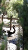 West Australië...de enige plek met zwarte zwanen