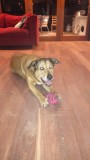 Tyrone, de hond van Ilona