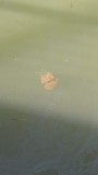 kwallen in de rivier