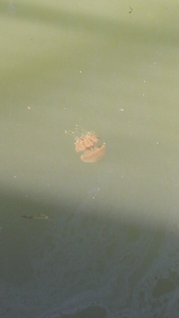 kwallen in de rivier