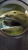de zeldzame bigmouth shark