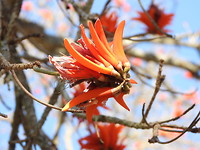 Bloemen in de tuin