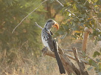 Vogel