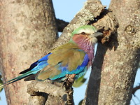 Vogel