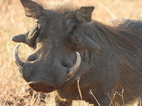 Pumba