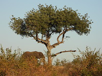 Olifant