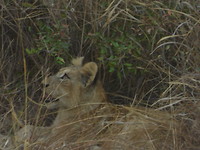 Welp