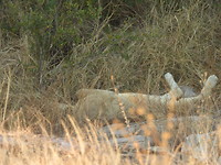 Mama leeuw in ruste
