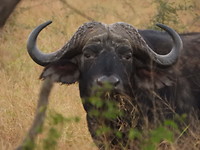 Buffalo