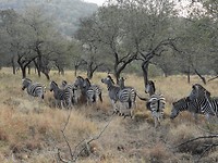 Zebragroep