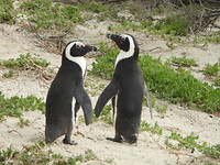 Zwartvoet pinguins