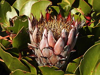 Bloem