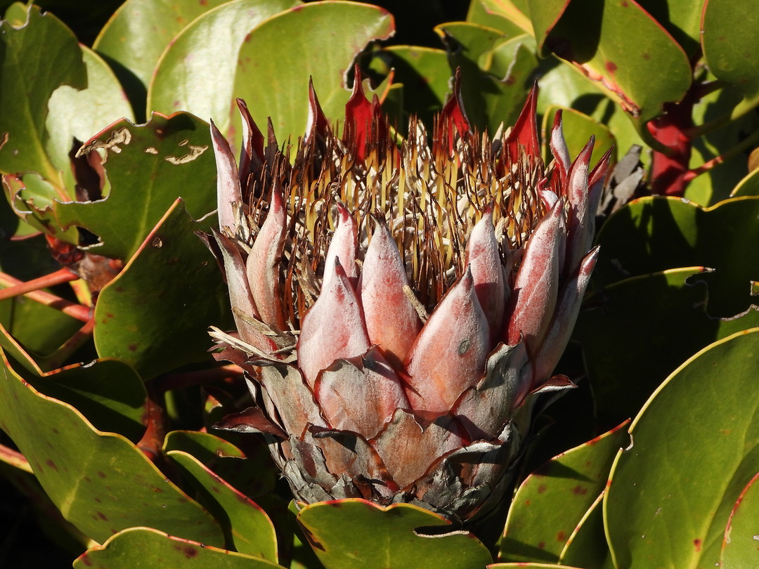 Bloem