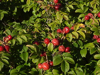 C1E5FC14-C1AB-44E2-9749-FC386AB2CB76