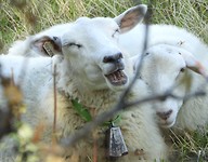 Schaap met bel