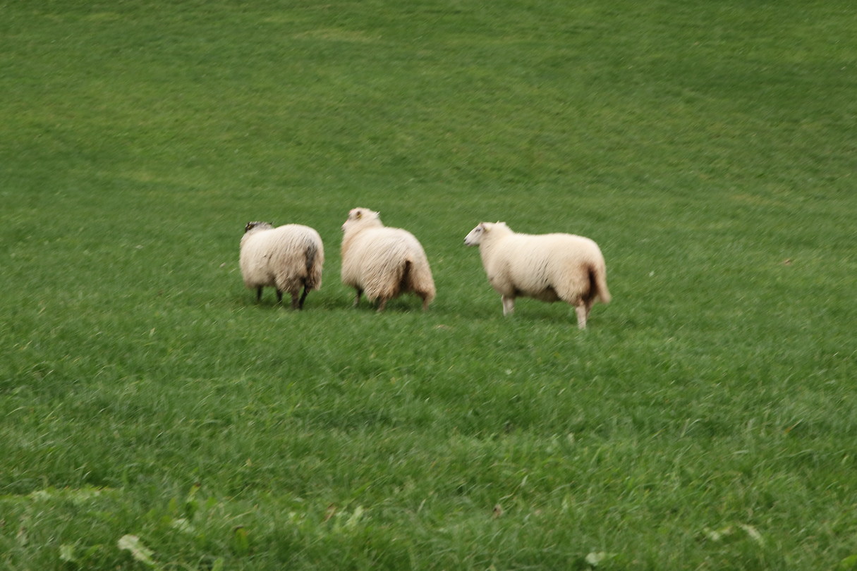Schaapjes