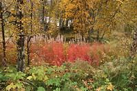 Herfstkleuren