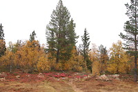 Herfstkleuren