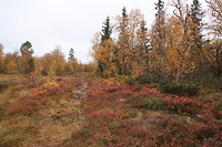 Herfstkleuren