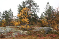 Herfstkleuren
