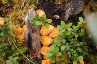 Paddestoeltjes