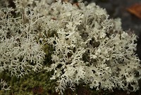 Rendiermos