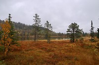 Herfstkleuren