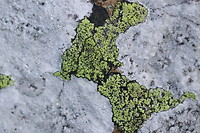 Korstmossen