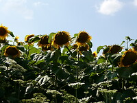 C1590B7C-5EF1-4F0C-83FA-AB43599DB8B9