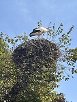 IMG_1054