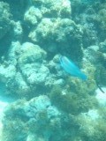 Parrot fish
