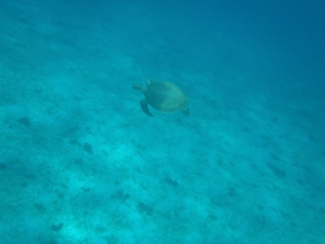 Turtle