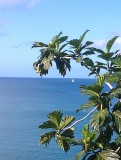 Breadfruit