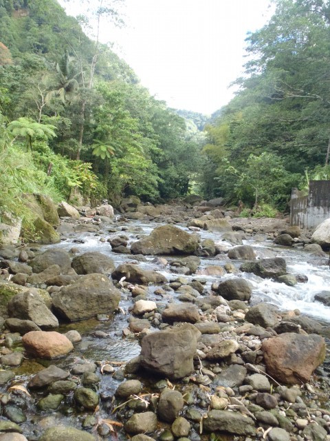 Roseau rivier
