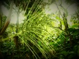 palm