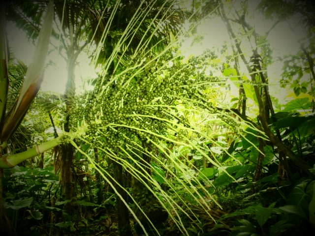 palm