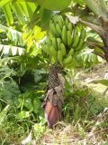 banana!!!!