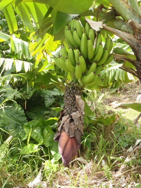 banana!!!!